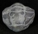 Enrolled Flexicalymene Trilobite (Uncleaned) - Ohio #47342-1